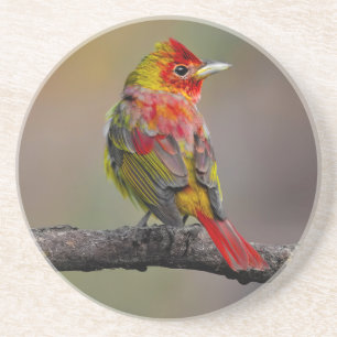 Posavasos Moldura de Tanager de escarlata - Fotografía origi