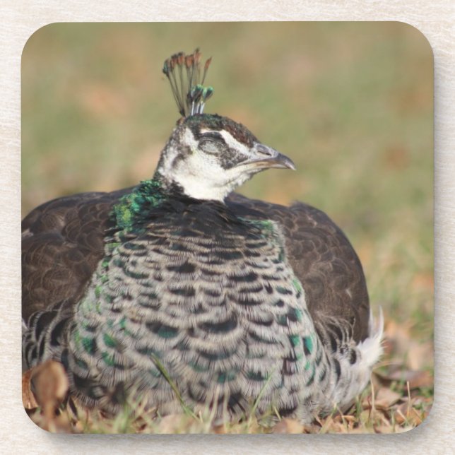 Posavasos Monasterio de pavo real femenino (Frente)