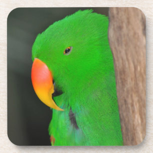 Posavasos Monastía de loro ecléctico verde