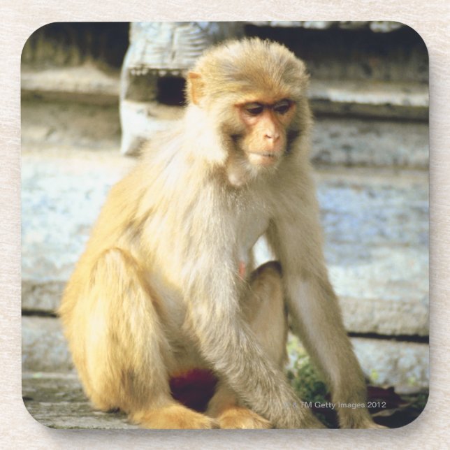 Posavasos Mono (Frente)