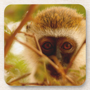 Posavasos Mono Cheeky.