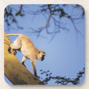 Posavasos Mono de Vervet en la rama de árbol, Serengeti