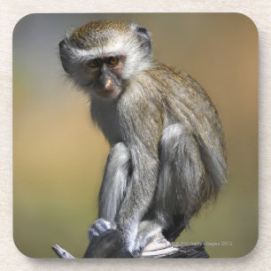 Posavasos Mono de Vervet joven (aethiops del Cercopithecus)