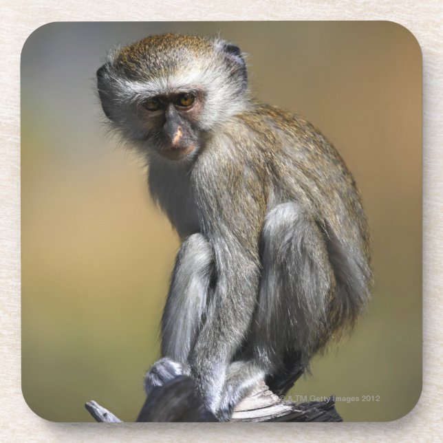 Posavasos Mono de Vervet joven (aethiops del Cercopithecus) (Frente)