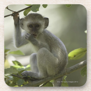 Posavasos Mono de Vervet, Zimbabwe