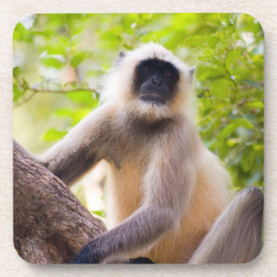 Posavasos Mono en la selva del Parque Nacional Ranthambore