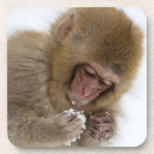 Posavasos Mono japonés de la nieve del Macaque el   del bebé