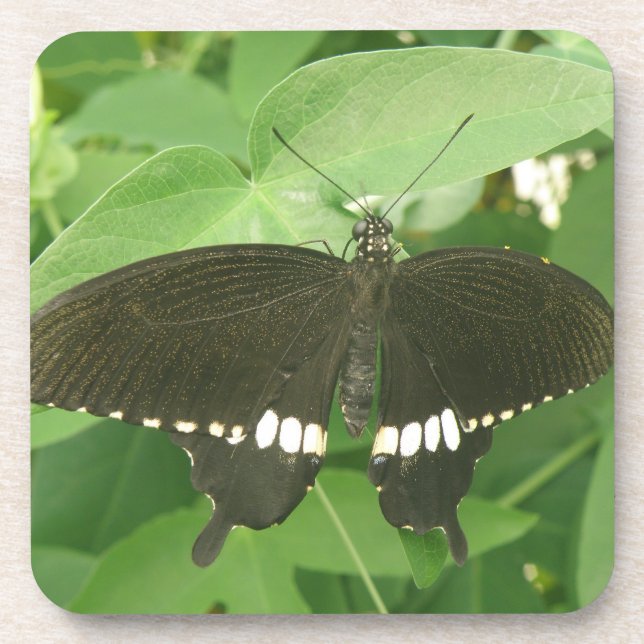 Posavasos Monstruo común de corcho de mariposa morena (Frente)