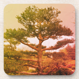 Posavasos Monstruo de árbol Bonsai