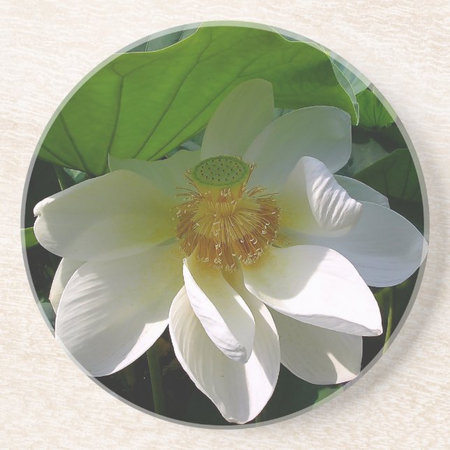 Posavasos Monstruo de arenisca con delicada flor blanco Lotu (Frente)