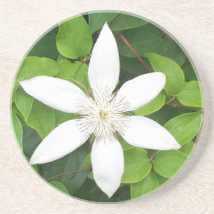 Posavasos Monstruo de arenisca de flores blancas