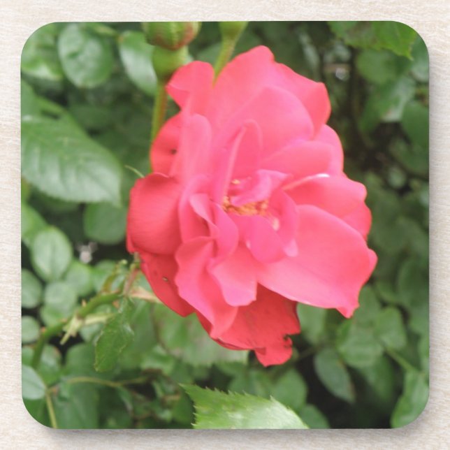 Posavasos Monstruo de corcho Rosa salvaje (Frente)