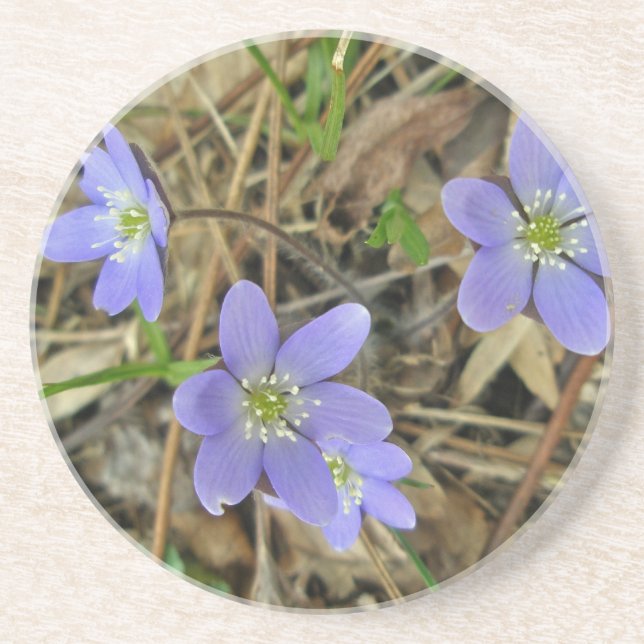 Posavasos Monstruo de flores silvestres azul suave Hepatica (Frente)