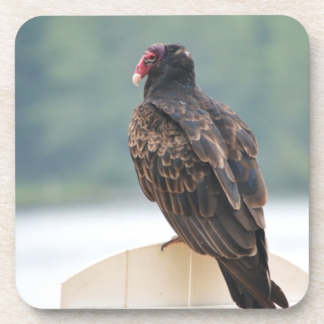 Posavasos Monstruo de plástico Buzzard antiguo (Frente)