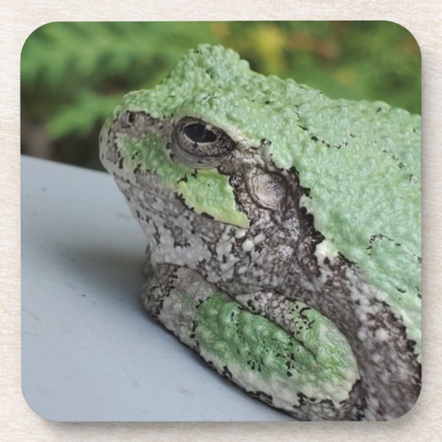 Posavasos Monstruo de rana de árbol (Frente)