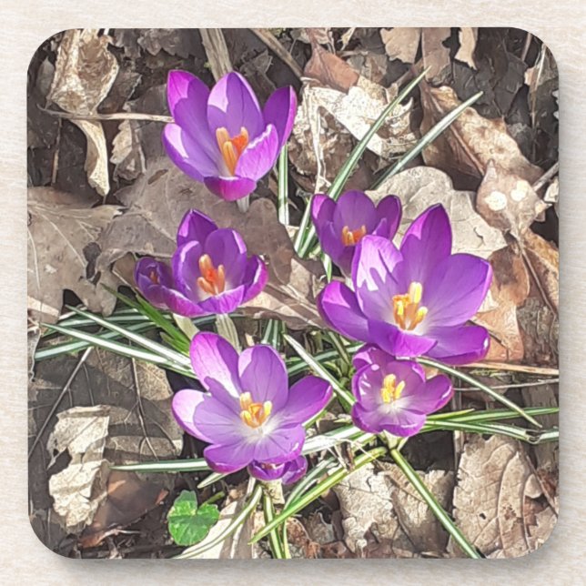 Posavasos Monstruo plástico duro Crocus púrpura (Frente)