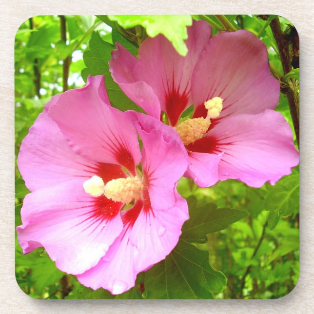 Posavasos Monstruo plástico duro de Hibiscus rosa (Frente)