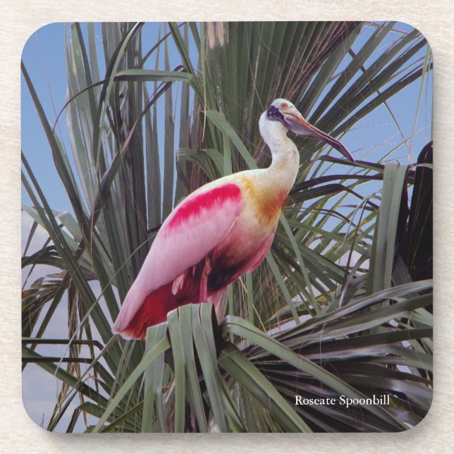 Posavasos Monstruo roseate Spoonbill (Frente)