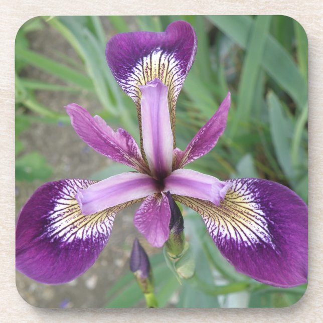 Posavasos Montaña de coral de iris morado (Frente)
