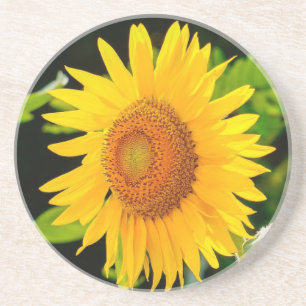Posavasos Montaña de girasol