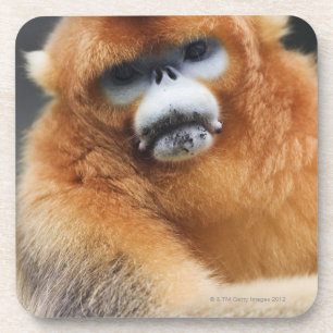 Posavasos Montañas de Qinling, octubre de 2006 2