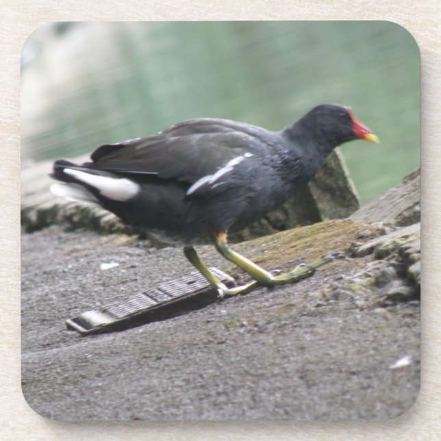 Posavasos Moorhen Cork Coaster (Frente)