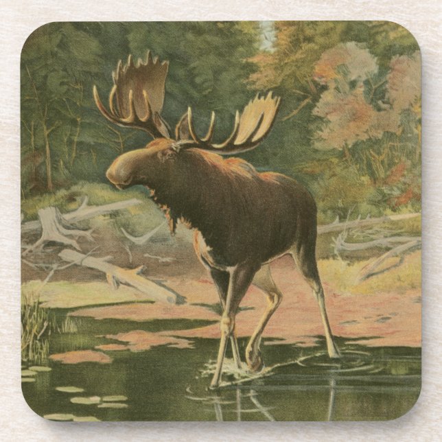 Posavasos Moose caminando en el agua (Frente)