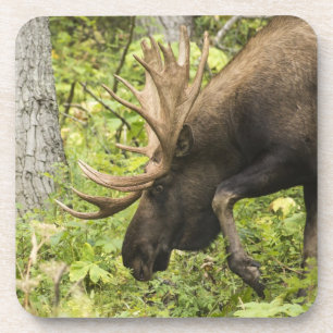 Posavasos Moose de significación