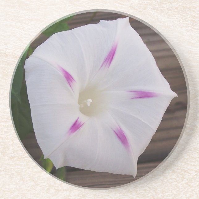 Posavasos Morning Glory White (Frente)