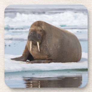 Posavasos Morsa descansando sobre hielo, Noruega