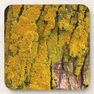 Posavasos Moss en la corteza del árbol