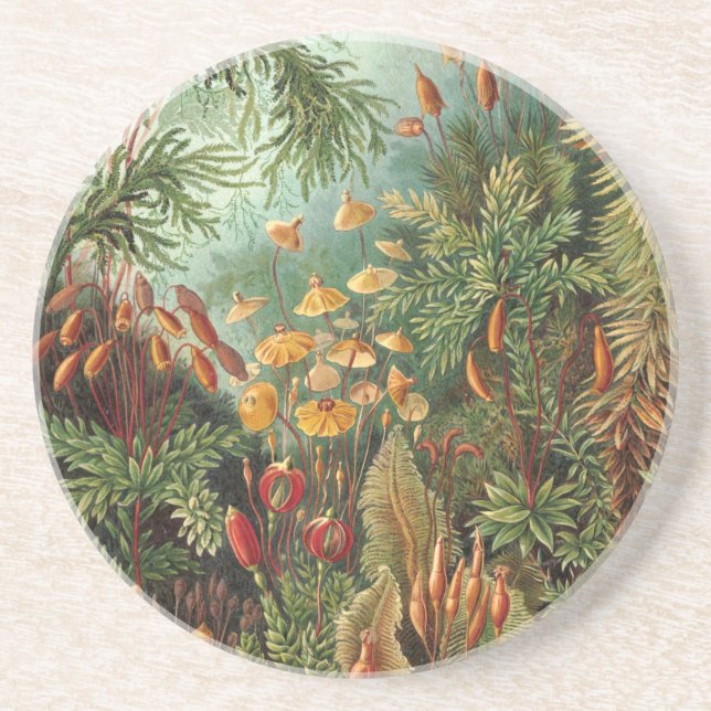 Posavasos Moss (Muscinae) de Haeckel (Frente)
