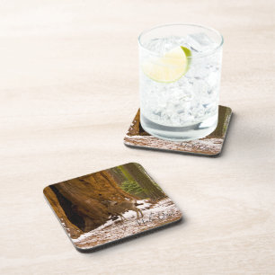 Posavasos Mule Deer