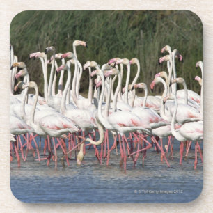 Posavasos Multitud de los flamencos que vadean, Francia