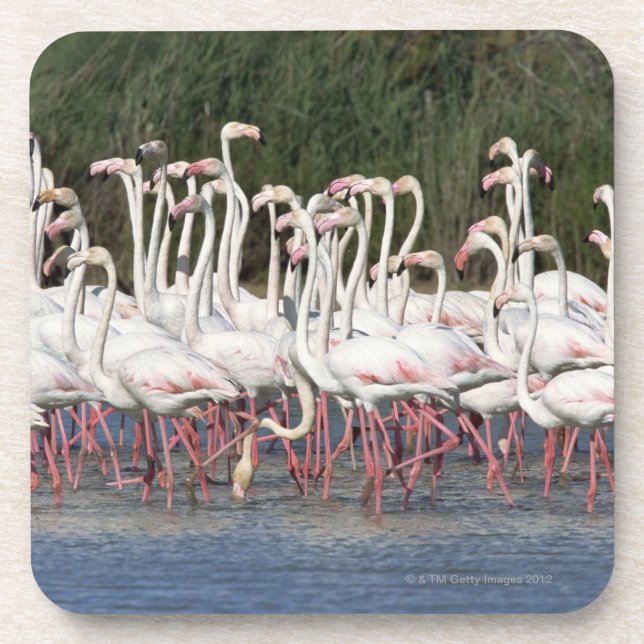 Posavasos Multitud de los flamencos que vadean, Francia (Frente)