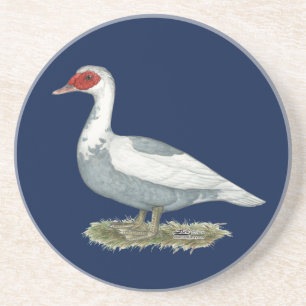 Posavasos Muscovy Blue Pied Duck