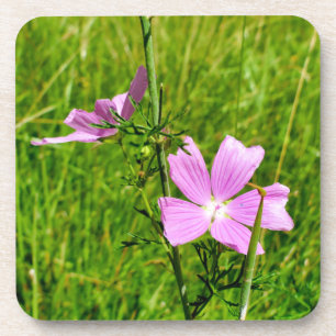 Posavasos Musk-mallow