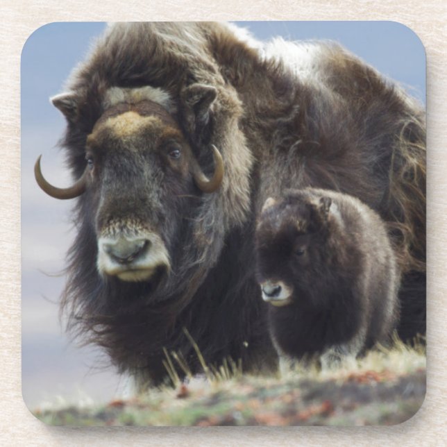 Posavasos Musk Ox con ternera (Frente)