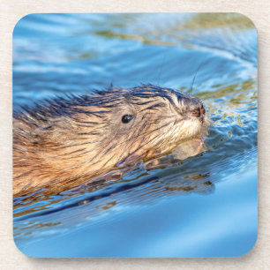Posavasos Muskrat en la Reserva Ecológica de las Granjas de 