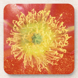 Posavasos N.A., EE.UU., Arizona, Casa Grande, NM, Desierto