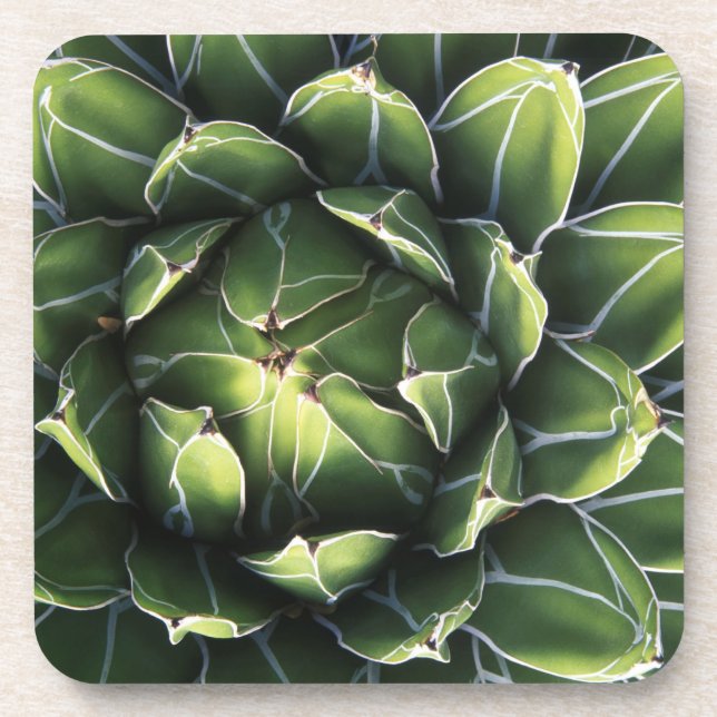 Posavasos N.A., EE.UU., Arizona, Tucson, desierto de Sonora (Frente)