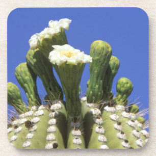Posavasos N.A., EE. UU., Arizona, Tucson, Desierto de Sonora