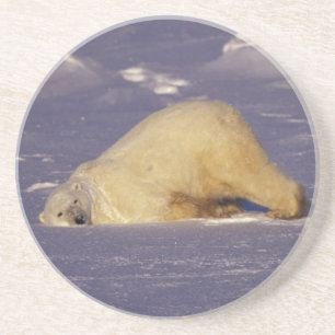 Posavasos NA, Canadá, Manitoba, Churchill, Oso polar