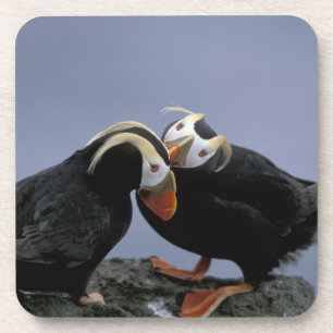 Posavasos NA, EE. UU., Alaska, Mar de Bering, Pribilofs. Pen