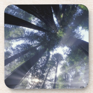 Posavasos NA, EE. UU., California, Del Norte Redwoods State