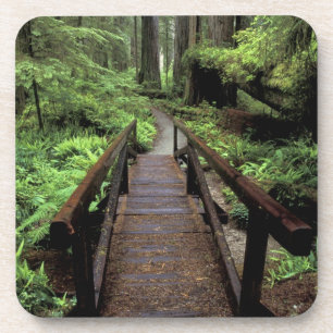 Posavasos NA, EE. UU., California, Jedidiah Smith Redwoods