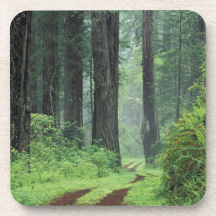 Posavasos NA, EE.UU., California. Parque Estatal de la Costa