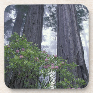 Posavasos NA, EE. UU., California. Parque estatal Del Norte