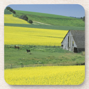 Posavasos NA, EE. UU., Idaho, cerca de Potlatch, Canola y vi