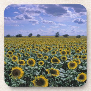 Posavasos NA, EE. UU., Kansas, cultivo de girasol